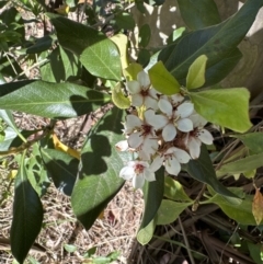 Rhaphiolepis indica (Indian Hawthorn) at Kangaroo Valley, NSW - 25 Sep 2023 by lbradley