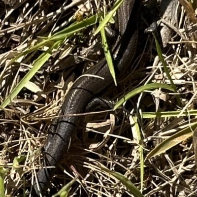 Lampropholis delicata (Delicate Skink) at Kangaroo Valley, NSW - 24 Sep 2023 by lbradleyKV