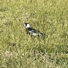 Gymnorhina tibicen (Australian Magpie) at Kangaroo Valley, NSW - 25 Sep 2023 by lbradley