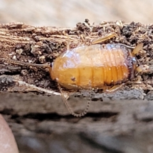 Blattidae sp. (family) at Banksia Street Wetland Corridor - 25 Sep 2023