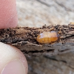 Blattidae sp. (family) at Banksia Street Wetland Corridor - 25 Sep 2023 09:46 AM