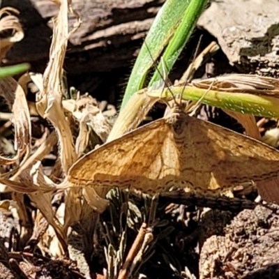 Scopula rubraria (Reddish Wave, Plantain Moth) at Banksia Street Wetland Corridor - 24 Sep 2023 by trevorpreston