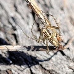 Oxyopes sp. (genus) (Lynx spider) at Banksia Street Wetland Corridor - 24 Sep 2023 by trevorpreston