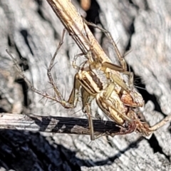 Oxyopes sp. (genus) at O'Connor, ACT - 25 Sep 2023 09:34 AM