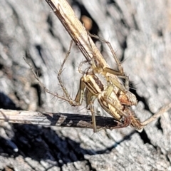 Oxyopes sp. (genus) at O'Connor, ACT - 25 Sep 2023 09:34 AM