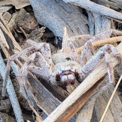Isopeda sp. (genus) (Huntsman Spider) at O'Connor, ACT - 24 Sep 2023 by trevorpreston