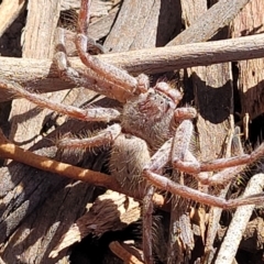 Isopeda sp. (genus) at O'Connor, ACT - 25 Sep 2023