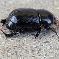 Heteronychus arator (African black beetle) at Holt, ACT - 25 Sep 2023 by trevorpreston