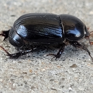 Heteronychus arator at Holt, ACT - 25 Sep 2023