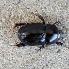 Heteronychus arator at Holt, ACT - 25 Sep 2023