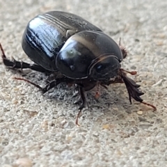 Heteronychus arator at Holt, ACT - 25 Sep 2023