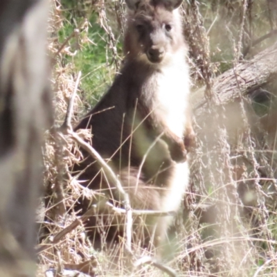 Osphranter robustus (Wallaroo) at Red Hill Nature Reserve - 24 Sep 2023 by BenW