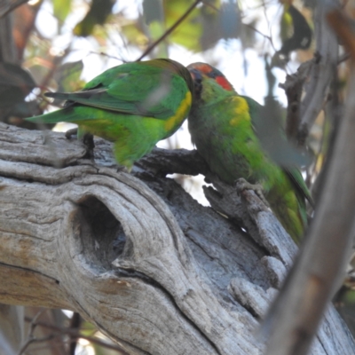 Glossopsitta concinna (Musk Lorikeet) at Stromlo, ACT - 24 Sep 2023 by HelenCross