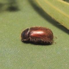 Heteronyx dimidiatus (Dimidiatus scarab beetle) at Pine Island to Point Hut - 20 Aug 2023 by michaelb