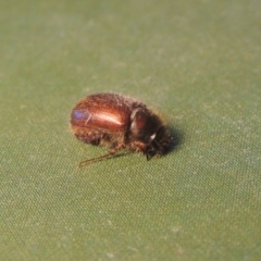 Heteronyx sp. (genus) at Paddys River, ACT - 20 Aug 2023 01:17 PM