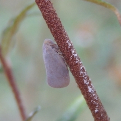 Anzora unicolor (Grey Planthopper) at Pollinator-friendly garden Conder - 30 Mar 2023 by michaelb