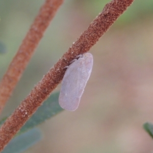 Anzora unicolor at Conder, ACT - 30 Mar 2023