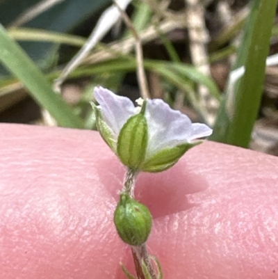 Unidentified Other Wildflower or Herb at Kangaroo Valley, NSW - 25 Sep 2023 by lbradleyKV