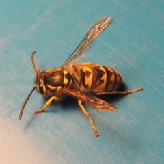 Vespula germanica (European wasp) at Pollinator-friendly garden Conder - 31 Mar 2023 by michaelb
