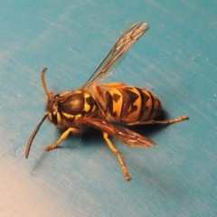 Vespula germanica (European wasp) at Conder, ACT - 1 Apr 2023 by MichaelBedingfield