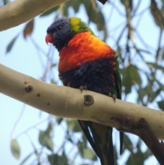 Trichoglossus moluccanus (Rainbow Lorikeet) at Tuggeranong Hill - 31 Mar 2023 by michaelb