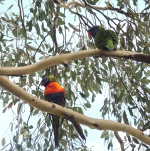 Trichoglossus moluccanus at Conder, ACT - 1 Apr 2023