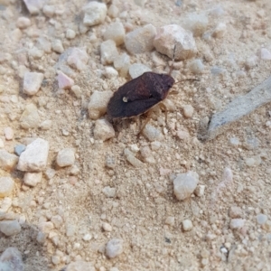 Dictyotus conspicuus at Forde, ACT - 25 Sep 2023