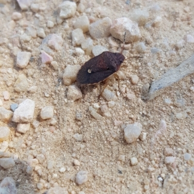 Dictyotus conspicuus (A shield or stink bug) at Forde, ACT - 25 Sep 2023 by Bioparticles