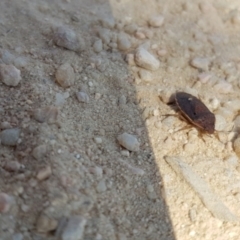 Dictyotus conspicuus at Forde, ACT - 25 Sep 2023