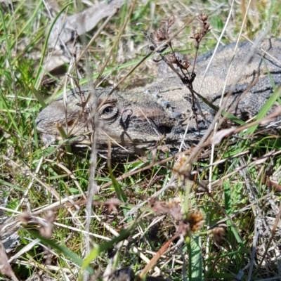 Pogona barbata (Eastern Bearded Dragon) at Forde, ACT - 25 Sep 2023 by Bioparticles