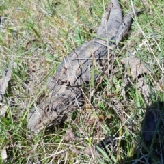 Pogona barbata at Forde, ACT - suppressed