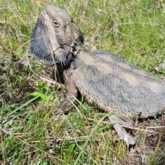 Pogona barbata at Forde, ACT - suppressed