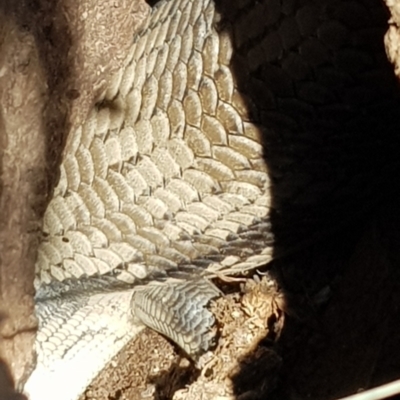 Tiliqua scincoides scincoides (Eastern Blue-tongue) at Forde, ACT - 25 Sep 2023 by Bioparticles