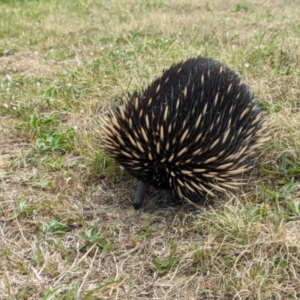 Tachyglossus aculeatus at Kambah, ACT - 25 Sep 2023 01:21 PM