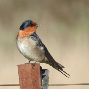 Hirundo neoxena at Kambah, ACT - 25 Sep 2023