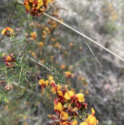 Dillwynia phylicoides (A Parrot-pea) at Canberra Central, ACT - 23 Sep 2023 by JohnGiacon