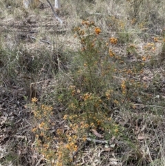 Dillwynia phylicoides at Canberra Central, ACT - 23 Sep 2023 12:31 PM