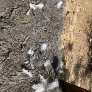 Ocyphaps lophotes at Canberra Central, ACT - 23 Sep 2023