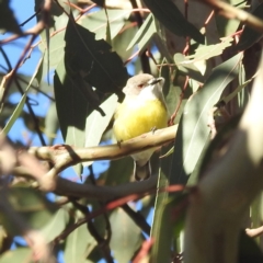 Gerygone olivacea (White-throated Gerygone) at Kambah, ACT - 24 Sep 2023 by HelenCross