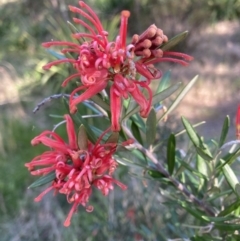 Grevillea sp. (Grevillea) at Flea Bog Flat to Emu Creek Corridor - 22 Sep 2023 by JohnGiacon