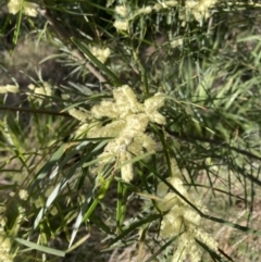 Acacia floribunda (White Sally Wattle, Gossamer Wattle) at Belconnen, ACT - 22 Sep 2023 by JohnGiacon