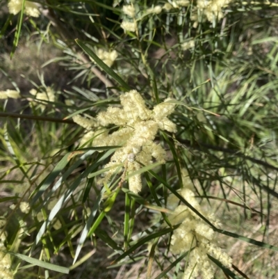 Acacia floribunda (White Sally Wattle, Gossamer Wattle) at Flea Bog Flat to Emu Creek Corridor - 22 Sep 2023 by JohnGiacon