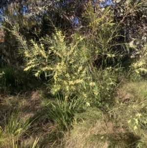 Acacia floribunda at Belconnen, ACT - 22 Sep 2023 04:03 PM