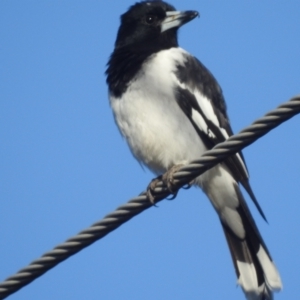 Cracticus nigrogularis at Stromlo, ACT - 25 Sep 2023 07:23 AM