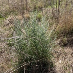Senecio quadridentatus (Cotton Fireweed) at Flea Bog Flat to Emu Creek Corridor - 22 Sep 2023 by JohnGiacon