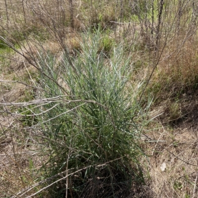 Senecio quadridentatus (Cotton Fireweed) at Bruce, ACT - 22 Sep 2023 by JohnGiacon