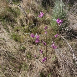 Indigofera australis subsp. australis at Bruce, ACT - 22 Sep 2023