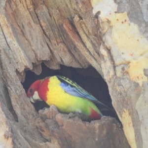 Platycercus eximius at Tuggeranong, ACT - 24 Sep 2023