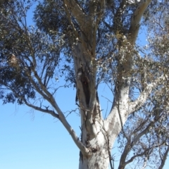 Platycercus eximius at Tuggeranong, ACT - 24 Sep 2023