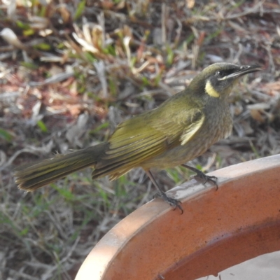 Meliphaga lewinii (Lewin's Honeyeater) at Kandanga, QLD - 23 Sep 2023 by HelenCross